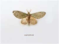 藏品(寬帶綠舟蛾)的圖片